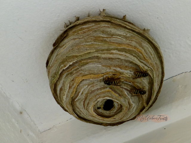 Wasp Nest