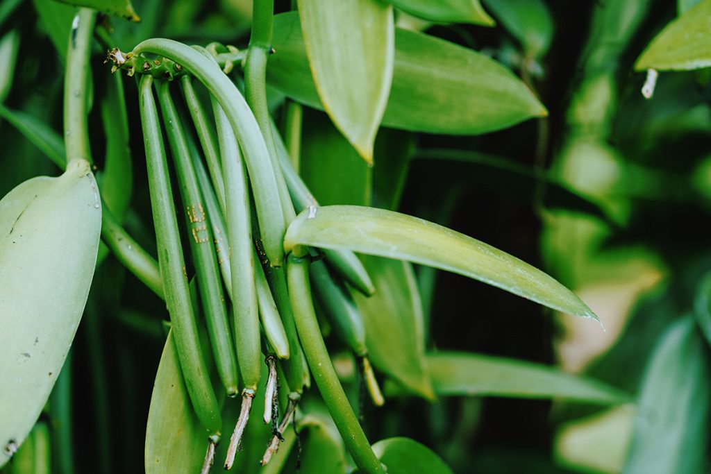 Close-up of green vanilla bean pods growing on a Vanilla planifolia plant in a tropical climate. The pods are clustered together among lush green leaves, illustrating the early stage of vanilla bean development.